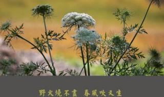 野火烧不尽春风吹又生