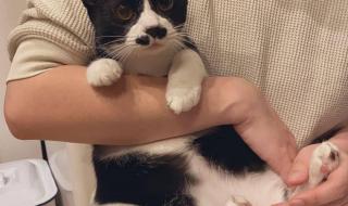y荡的游戏一百千猫爬架