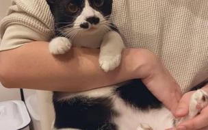 猫咪踩鱼的游戏 y荡的游戏一百千猫爬架