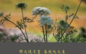 野火烧不尽是哪首诗唐李白 野火烧不尽春风吹又生
